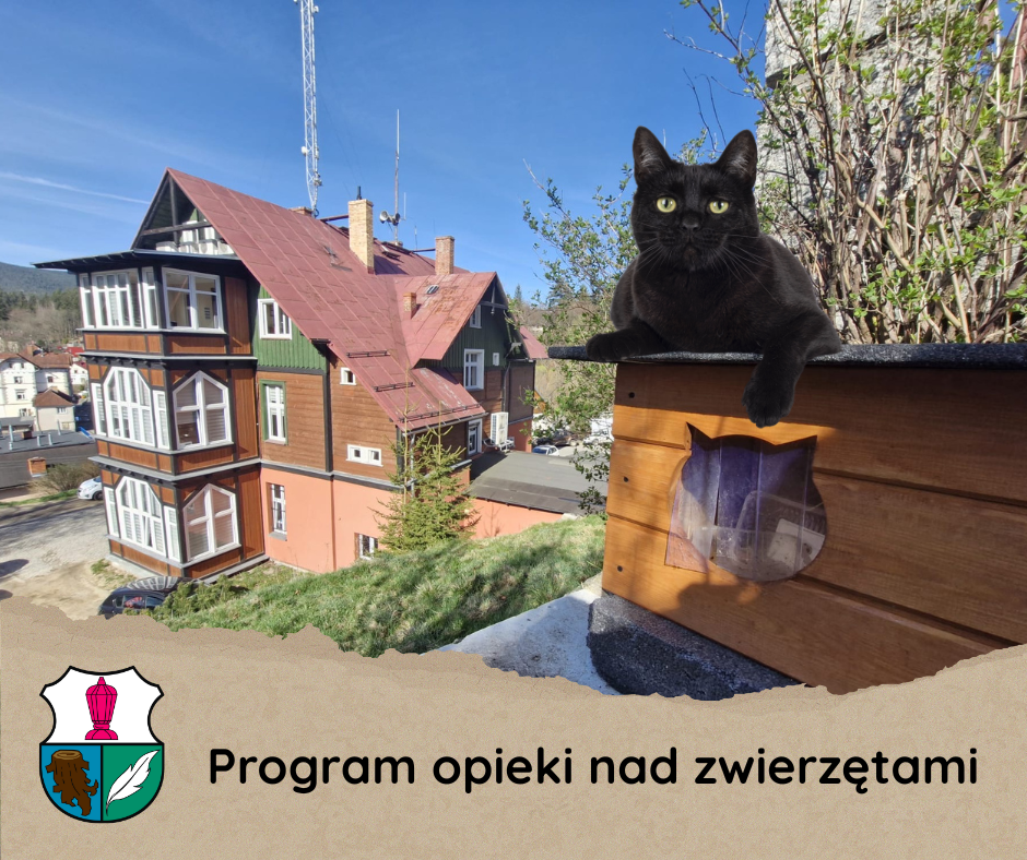 kot urząd miejski 